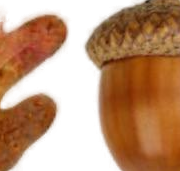 желудь