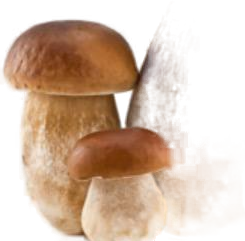 грибы
